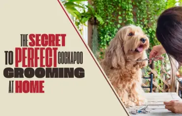 How to Groom a Cockapoo at Home to Achieve Same Results as Professionals